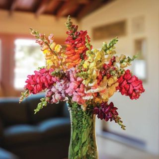 Potomac Mix Snapdragon Thumbnail
